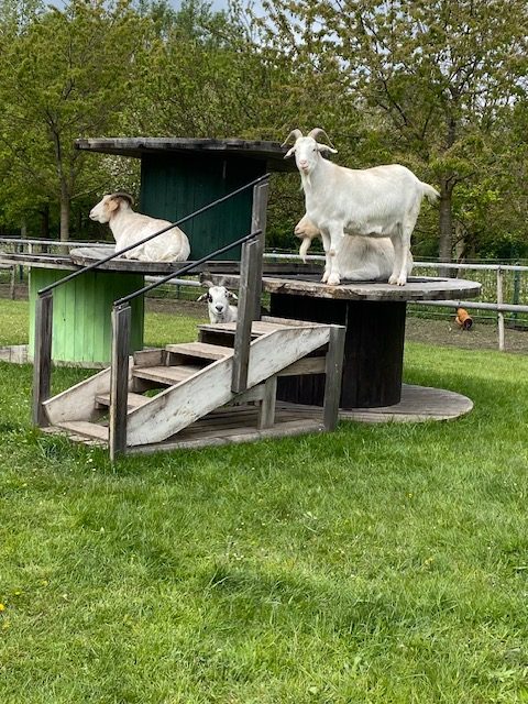 Besuch auf dem Bauernhof