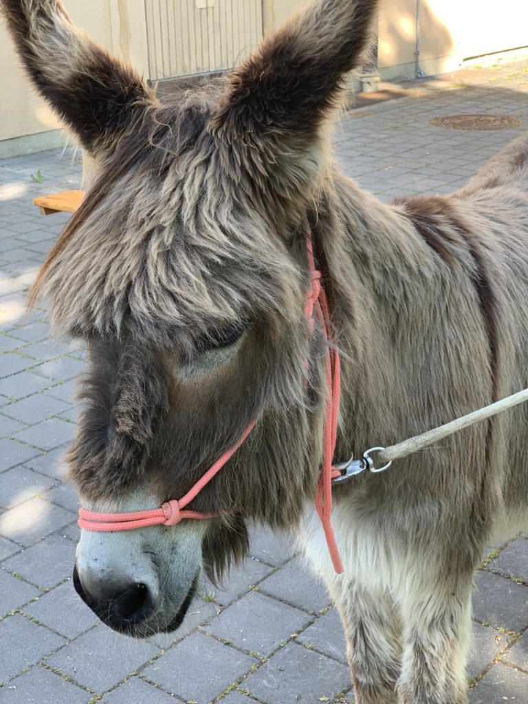 Eselbesuch im SFZ München Mitte 1